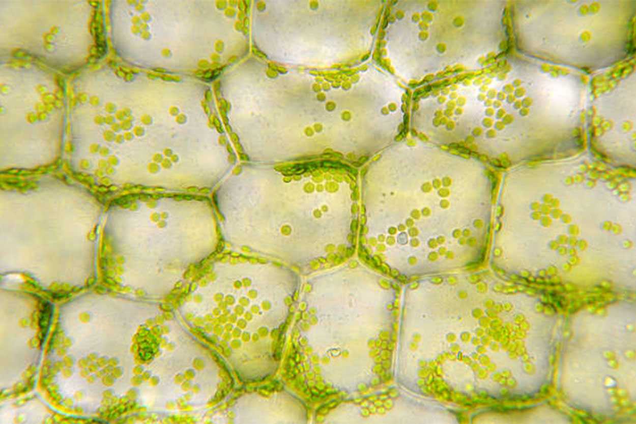 Le Rôle Critique des Homogénéisateurs dans la Biotechnologie des Cellules Végétales : Un Regard Approfondi sur Hommak et les Objectifs de la Modification Génétique